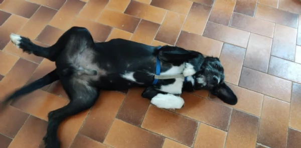 Regalo cani