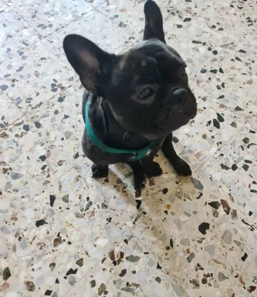 Bulldog francese musicista da 2 anni 