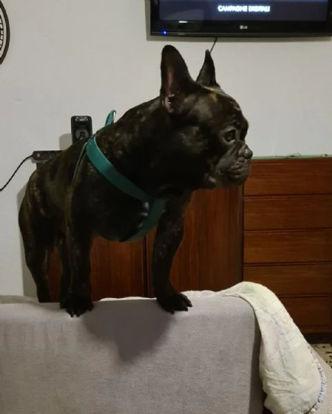 Bulldog francese musicista da 2 anni  | Foto 2