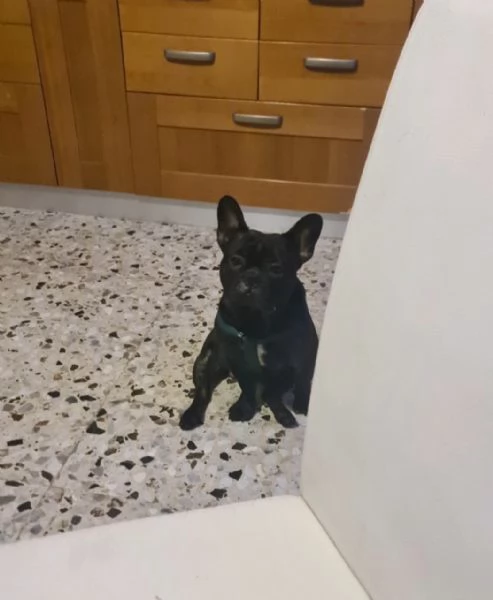 Bulldog francese musicista da 2 anni  | Foto 1