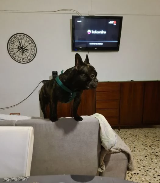 Bulldog francese musicista da 2 anni  | Foto 0