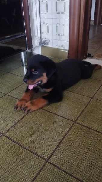 Cucciolo di rottweiler 
