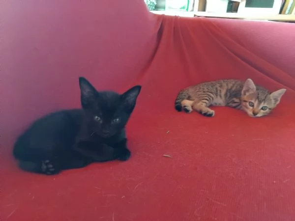 Sette gattini cercano casa