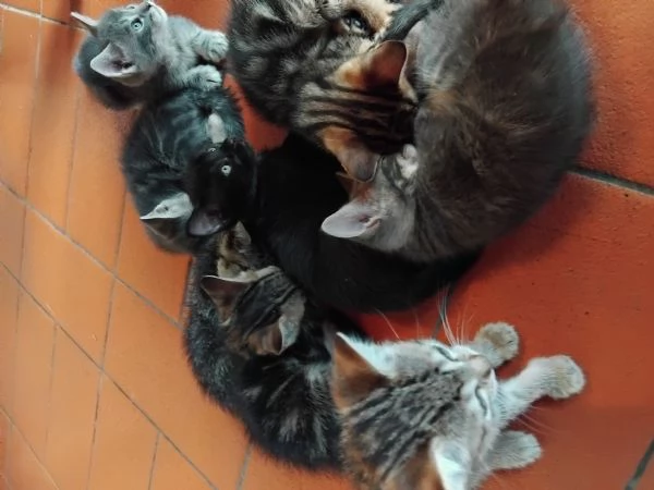 Sette gattini cercano casa | Foto 3