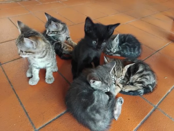 Sette gattini cercano casa | Foto 2