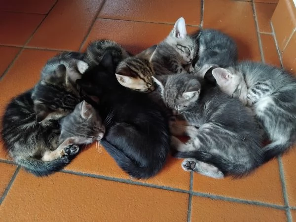 Sette gattini cercano casa | Foto 1