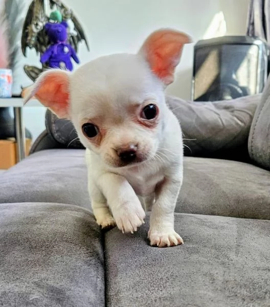 Regalo cuccioli di Chihuahua in buona salute ora pronti per essere adottati