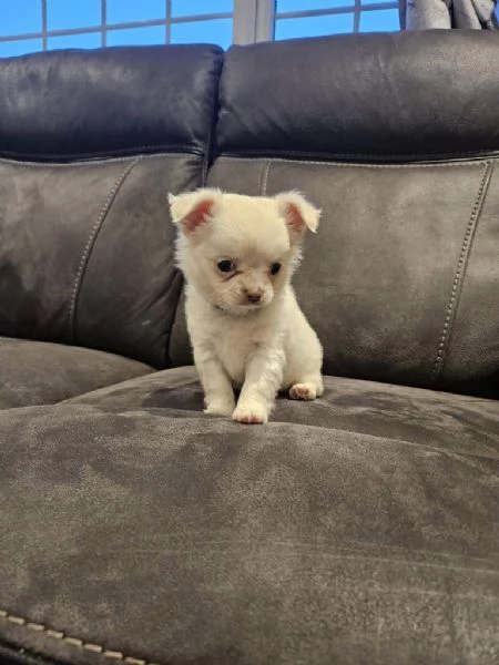 Regalo cuccioli di Chihuahua in buona salute ora pronti per essere adottati | Foto 0