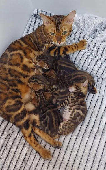 Gatto certosino incrocio bengala