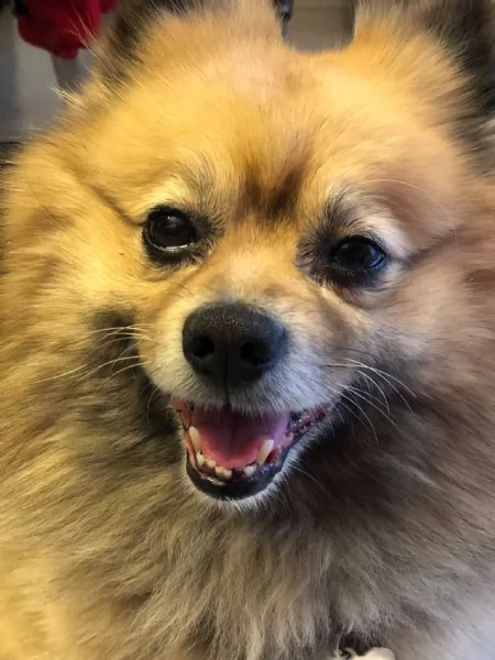 Dolorosa decisione regalo il mio cane a chi possa dargli amore e attenzioni