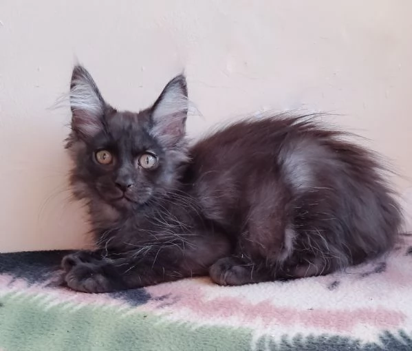 Splendido cucciolo Maine coon Black Smoke  | Foto 4