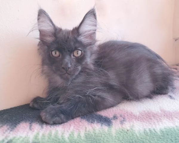 Splendido cucciolo Maine coon Black Smoke  | Foto 3