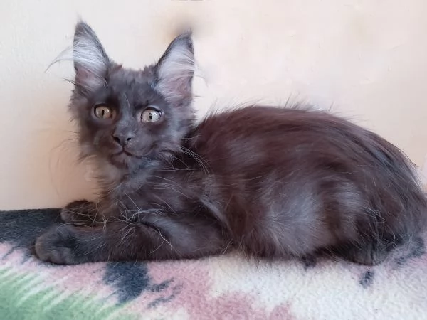 Splendido cucciolo Maine coon Black Smoke  | Foto 2