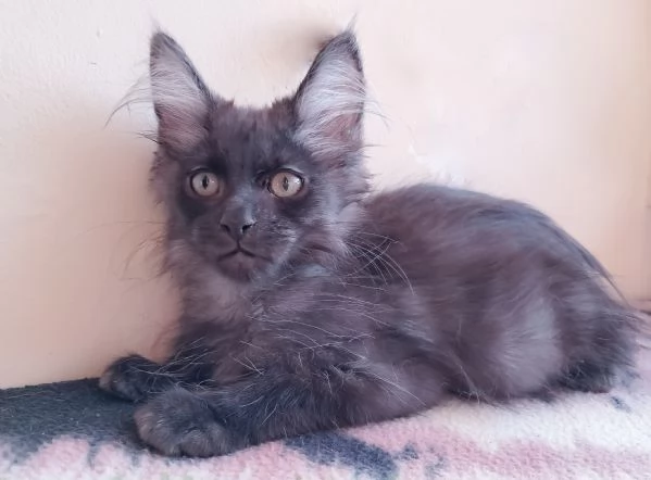 Splendido cucciolo Maine coon Black Smoke  | Foto 1