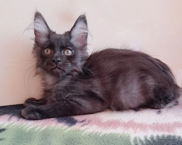 Splendido cucciolo Maine coon Black Smoke  | Foto 0