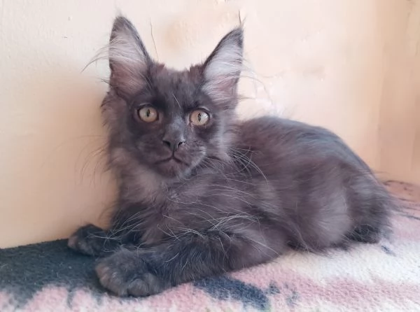 Splendido cucciolo Maine coon Black Smoke 