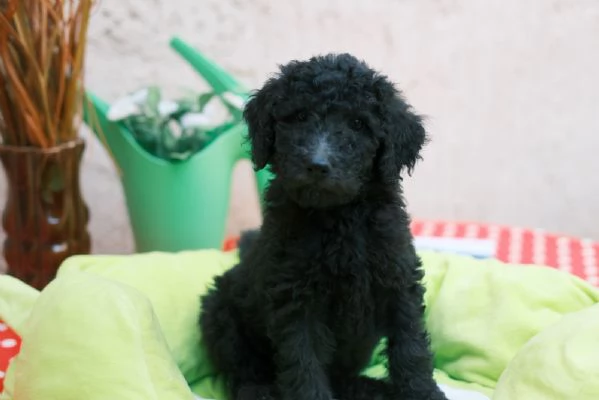 Cuccioli di Barboncino Reale