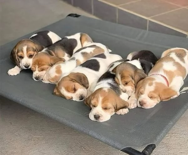 Cute Beagle Puppies | Foto 0