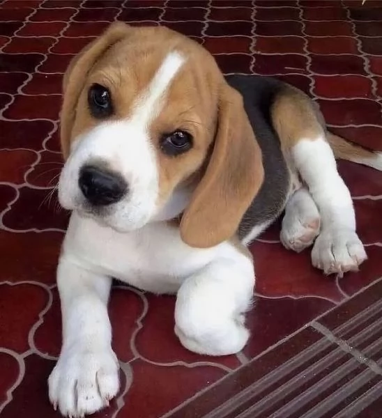 Cute Beagle Puppies