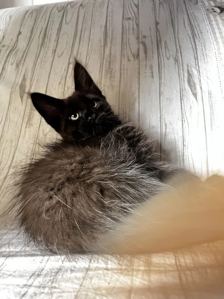 Cuccioli Maine coon | Foto 2