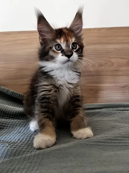 Cuccioli Maine coon