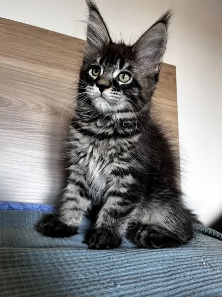 Cuccioli Maine coon | Foto 1