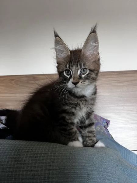 Cuccioli Maine coon | Foto 0