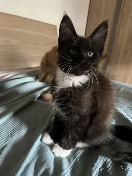 Cuccioli Maine coon
