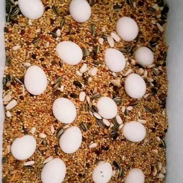 Uova fertili di pappagallo ara in vendita | Foto 1