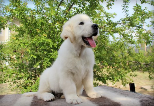 CUCCIOLI DI GOLDEN RETRIEVER | Foto 0