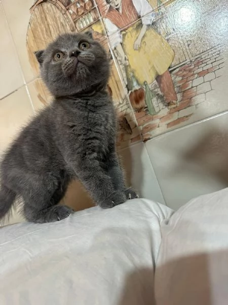 Gattini schottish 
