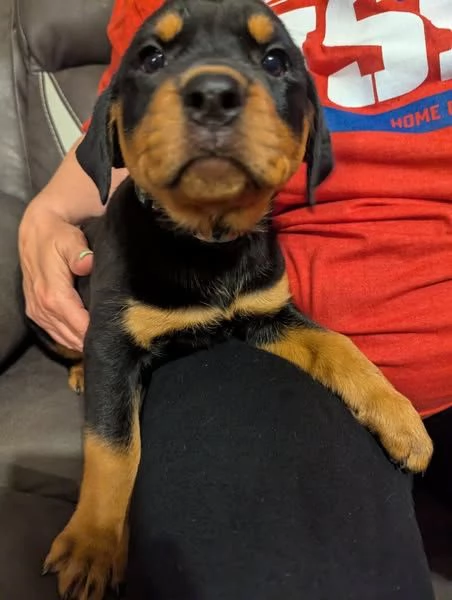 Cuccioli Rottweiler disponibili | Foto 1