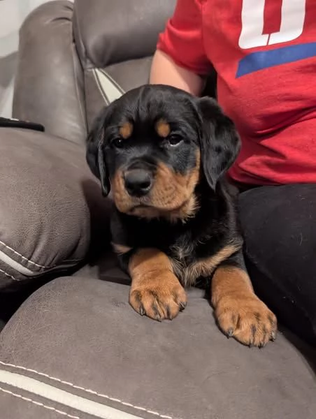 Cuccioli Rottweiler disponibili