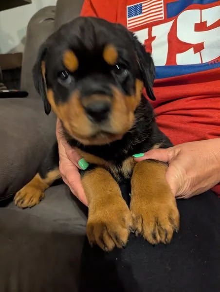 Cuccioli Rottweiler disponibili | Foto 0