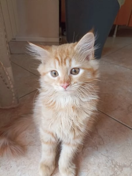 Gattini angora turco  | Foto 6