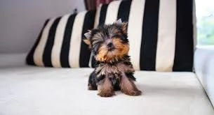 Adozione gratuita di Yorkie