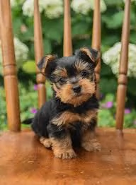 Regalo Cuccioli di Yorkie  disponibili per ladozione