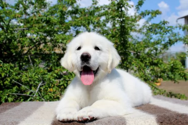 CUCCIOLI DI GOLDEN RETRIEVER
