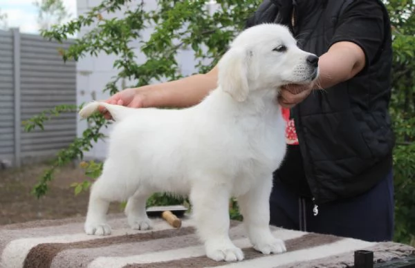 Cuccioli di golden retriever Bianchi