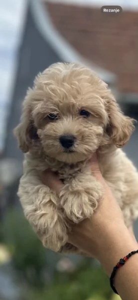 Cuccioli di Maltipoo di genetica superiore | Foto 4