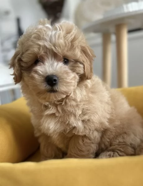 Cuccioli di Maltipoo di genetica superiore | Foto 1