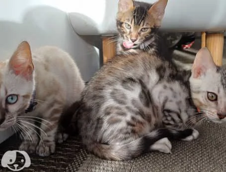 Gattini Bengala con pedigree ANFI | Foto 2