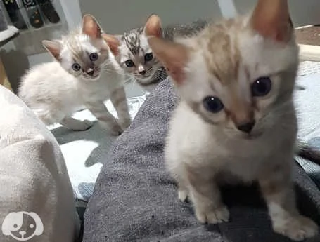 Gattini Bengala con pedigree ANFI | Foto 1