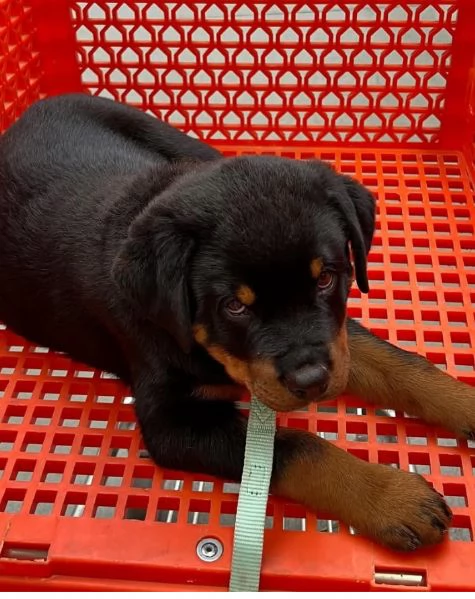 Rottweiler cuccioli maschio e femmina