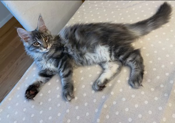 Cuccioli Maine Coon pedigree Anfi