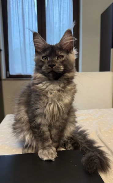 Cuccioli Maine Coon pedigree Anfi | Foto 2