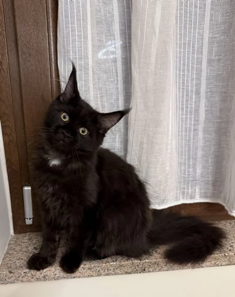 Cuccioli Maine Coon pedigree Anfi