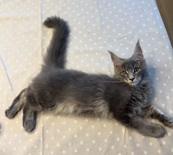 Cuccioli Maine Coon pedigree Anfi | Foto 1