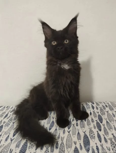 Cuccioli Maine Coon pedigree Anfi | Foto 0