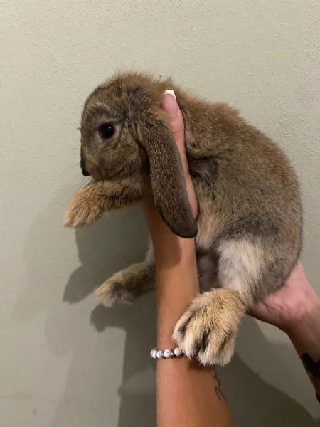 Cuccioli di coniglio | Foto 1